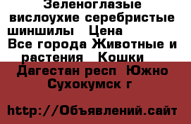 Зеленоглазые вислоухие серебристые шиншилы › Цена ­ 20 000 - Все города Животные и растения » Кошки   . Дагестан респ.,Южно-Сухокумск г.